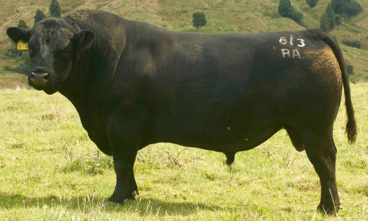 Gallery-Foundation-Sire-Bluprint-Y813